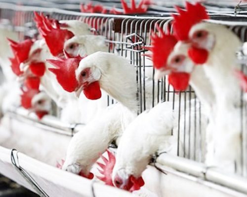 farm-investment-own-a-farm-poultry-farm-5 farm-investment-own-a-farm-poultry-farm-5